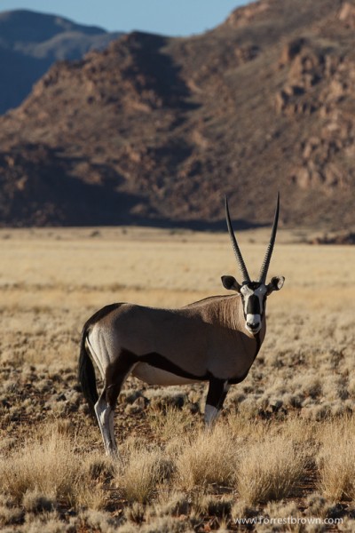 Oryx