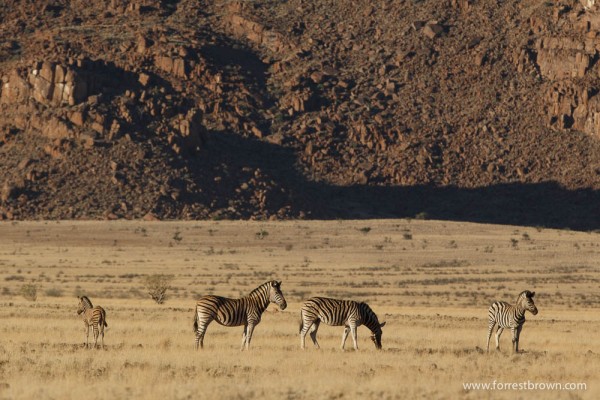 Zebra