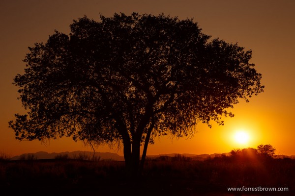 Sunrise Tree Sunrise Tree