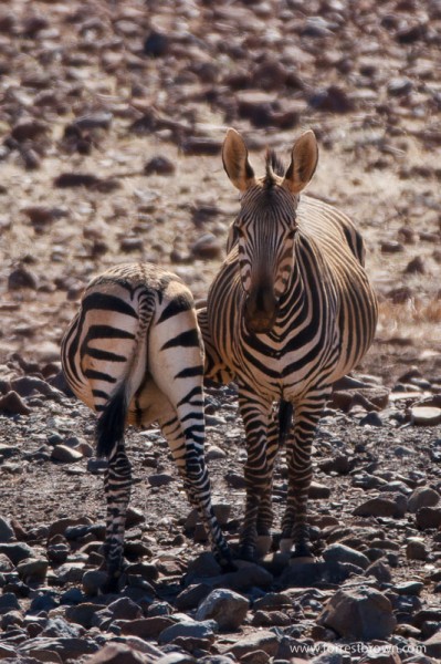 Zebra Zebra