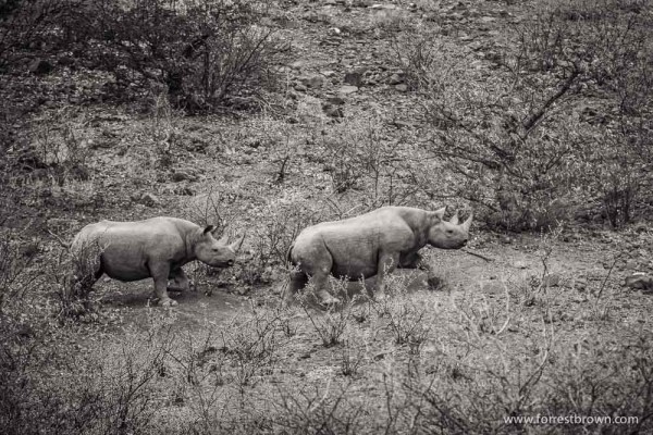 Black Rino A Mama Black Rino With Her Child