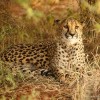 Cheetah