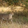 Cheetah