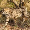 Cheetah