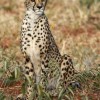 Cheetah