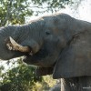 Elephant Along The River Above Victoria Falls