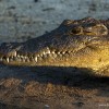 In A While Crocodile
