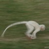 Run Monkey, Run!