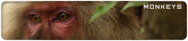 banner_monkeys_sm